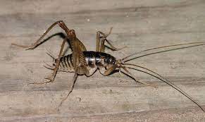 They're also known as camel crickets because of their humped backs, and do spider crickets bite? Sprickets The Infinite Spider