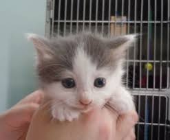 Maine coon · coon rapids, mn. Mona Is An Adoptable Domestic Medium Hair Gray And White Cat In Brainerd Mn Mona Is A Fuzzy Grey An Fluffy Animals Grey And White Kitten Grey And White Cat
