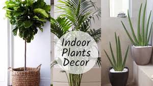 Home Decoration With Plants Best Indoor Plants In India Decoration Homedecoration Decorationidea In 2020 Indoor Plants Living Room Plants Best Indoor Plants