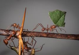 ✓ free for commercial use ✓ high quality images. Leafcutter Ant Wikipedia