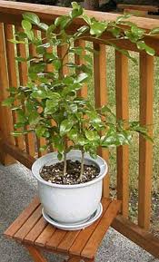 Pin On Gardening
