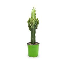 Image result for Euphorbia ingens
