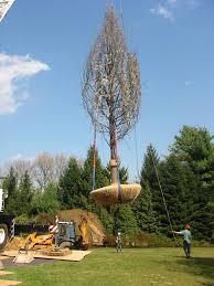 You must dig the tree and a dirt ball as big as the pot i'll edit this or write a transplanting pecan trees #2 to report on the progress of the ones i dug. Recent Design Projects Montgomery Deleware Counties Pa Stenger