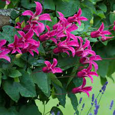 Maybe you would like to learn more about one of these? Buy Clematis Princess Diana J Parker Dutch Bulbs