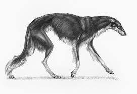 Borzoi dog breed information, pictures, care, temperament, health, breed history. Borzoi Study By Ucac On Deviantart