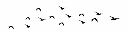 Download bird png images for your personal use. Bird Silhouette Flying Birds Flying Transparent Background Transparent Png Download 24210 Vippng