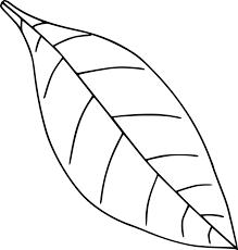 Transparent Black And White Rug Clipart Autumn Leaf Color Drawing Black And White Under Cc0 Is About Leaf Drawing Black And White Autumn Leaf Color Blade Colour In Col Plant Drawing Drawings Line Art