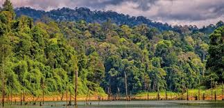 Major nature business the are research development; Annual Forest Governance Review Goes Ahead Virtually Birdlife