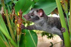 Our Masked Asian Palm Civet Hubpages