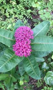 30 Purple Milkweed Seeds Asclepias Purpurascens Chemical Milkweed Seeds Milkweed Asclepias