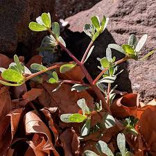 That's handy, come harvest time. Purslane Pigweed Portulaca Oleracea Complex Weeds Of Melbourne