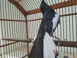 Voer premium nanjung 105 merevolusi cara merawat burung peliharaan anda. Tips Memilih Voer Kacer Yang Cocok Dan Berkualitas