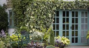 They clothe and beautify walls, fences, and buildings, and can be grown on screens, arches, pergolas, and obelisks. How To Find The Perfect Climbing Plants For Your Garden