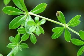 Image result for Galium