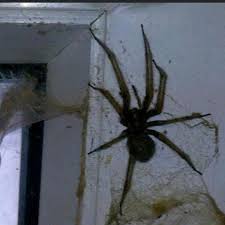 Enter your zip code & get started! Spider Sightings Surge In London As Massive Creepy Crawlies Spotted In Capital S Homes Mylondon