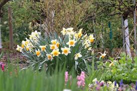 Fruhlingsblumen 40 Schone Blumen Fur Garten Blumentopf Und Vase
