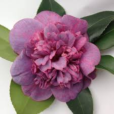 Pin On Camellias Newmans Nursery