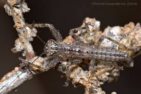 Image result for Telosma africana