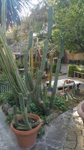 Growing, caring for and propagating echinopsis pachanoi is fun and rewarding, for beginners and experienced cacti growers alike. Hi Guys I M New Here Greating From My Italian San Pedro Cactus Once I Cooked And Was A Very Nice Experience I Have Plenty In My Garden Sanpedrocactus