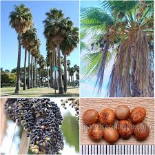 Image result for Washingtonia robusta