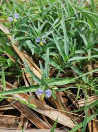 Image result for Commelina albescens