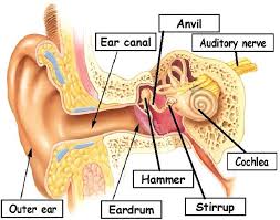 Science Year 3 The Sense Of Hearing Preschool Science Human Body Science Kids Learning