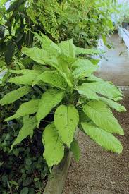 Photo Of Dieffenbachia Bowmannii Uploaded By Ruuddeblock Plants Tropical Plants Plant Leaves