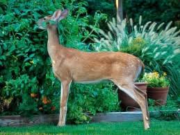 Our photos include the most popular evergreens used in landscapes today, such as arborvitae, boxwoods, hollies, junipers, firs, pines and spruce. Best Deer Resistant Shrubs Trees For Your Area The Tree Center