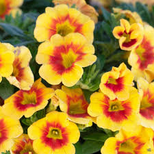 Image result for calibrachoa million bells