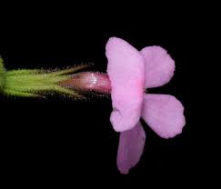 Image result for Striga bilabiata