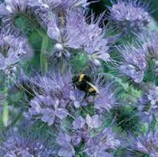 Ideas and images of the best plants for attracting bees and butterflies including plants which can be grown in containers and suitable for balcony planting. Plants For Attracting Bees Butterflies And Hummmingbirds