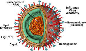 Learn what they look like, their characteristics, parts and structure described using a simple virus: Molecular Expressions Cell Biology The Influenza Flu Virus