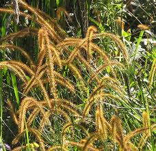 Image result for Setaria sphacelata
