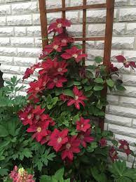The flowers can get a purple tint in some conditions. Clematis Rebecca Clematis Ground Cover Plants Clematis Plants