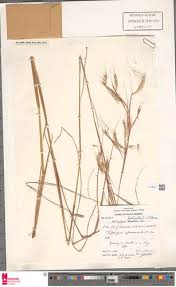 Image result for Andropogon fastigiatus