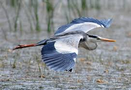En los Ríos, Lagos y Pantanos | Garza Real Europea