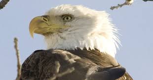 America The Birdiful With Images Bald Eagle Beautiful Birds Birds