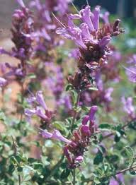 Image result for Syncolostemon sp. nov. aff. teucriifolius