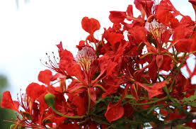 Check spelling or type a new query. Cara Menanam Bunga Flamboyan Bunga Sejuta Keindahan Cultivator Hummax Dahsyat