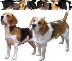 Beagle , beagle pups for sale in low price in vadodra gujarat call 8708195233 male rs 30000 female rs 27000tweet$(document).ready. Beagle For Sale In Mumbai Beagle For Sale In India Dogs For Sale In Navi Mumbai Mumbai Kapspets Aaa