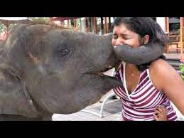 Try Not To Laugh Animals Funny Animal And Human Fails Videos 2020 Youtube