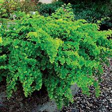Image result for Adiantum comorense