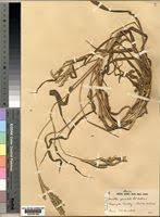 Image result for Urochloa brachyura