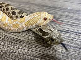 AnimalCafe 爬にまるカフェ