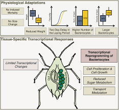 Image result for Pycreus fibrillosus