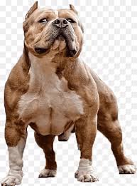 Despite the american bully's fierce and powerful appearance their demeanor is gentle. American Bully Png Images Pngwing