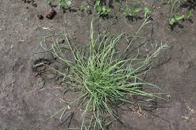 Image result for Leptochloa fusca