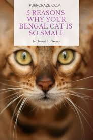 5 Reasons Why Your Bengal Cat Is So Small Purr Craze