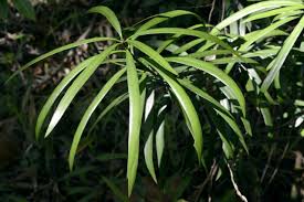 Image result for Podocarpus milanjianus