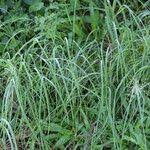 Image result for Eragrostis tenuifolia